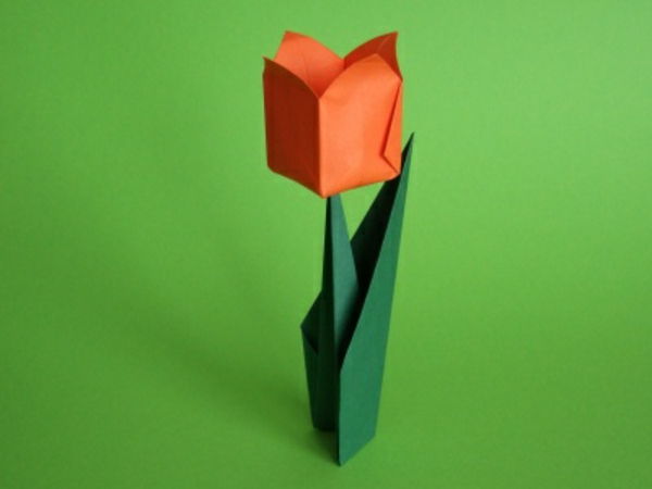 tulipano in piedi - sfondo verde