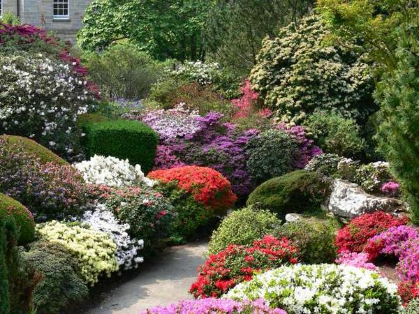 Kamnita pešpot in veliko barvitih cvetov na vrtu