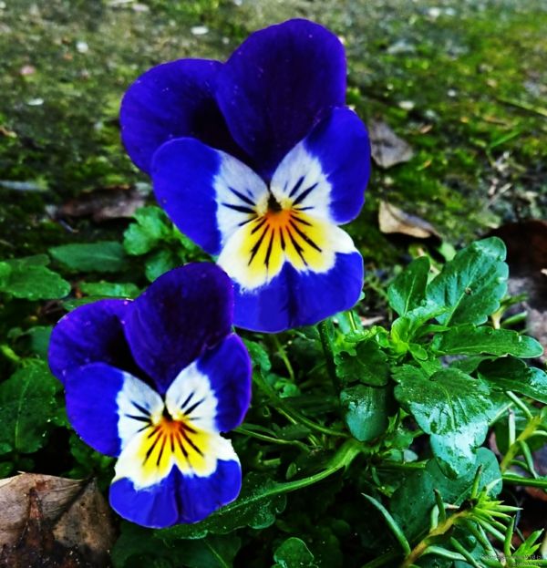 stemorsblomst-plante-blå-og-vakker-look