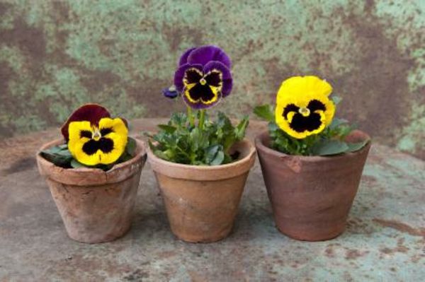 pansy-plant-tre-potter - se veldig søt