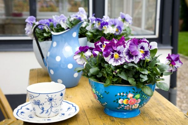pansy-plant-beside-a-cup para chá