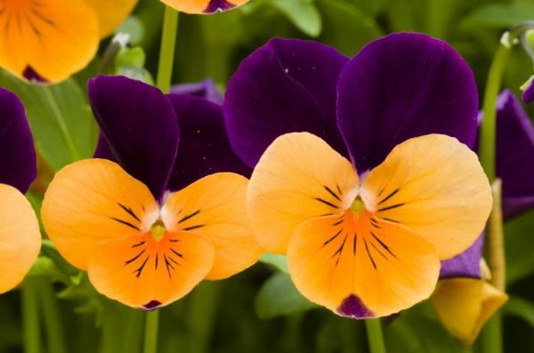 našlaitės-augalų oranžinės ir violetinės spalvos
