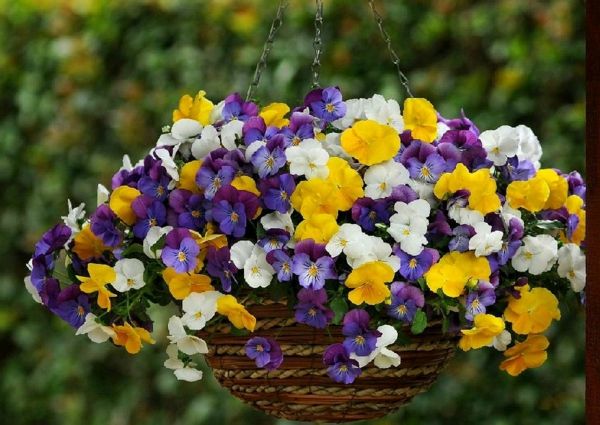 ampel plantar pansy viola-plentifall-mix-amor-perfeito-para-floral cestos-varanda-haengestiefmuetterchen-