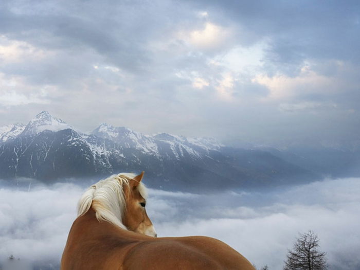 super-imagem-horse-in-neve