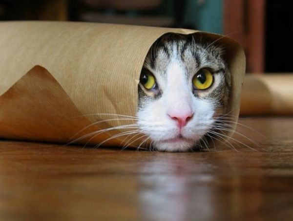super-srčkan-mačka-v-valjani-papir-lepe-živali-slike-fotografija vzeta od blizu