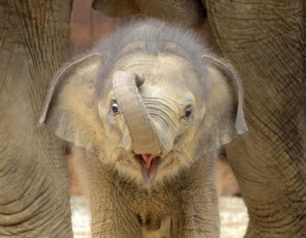super-dolce-baby-elefante