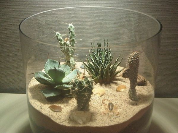 super-mooie cactussoorten in een groot glas
