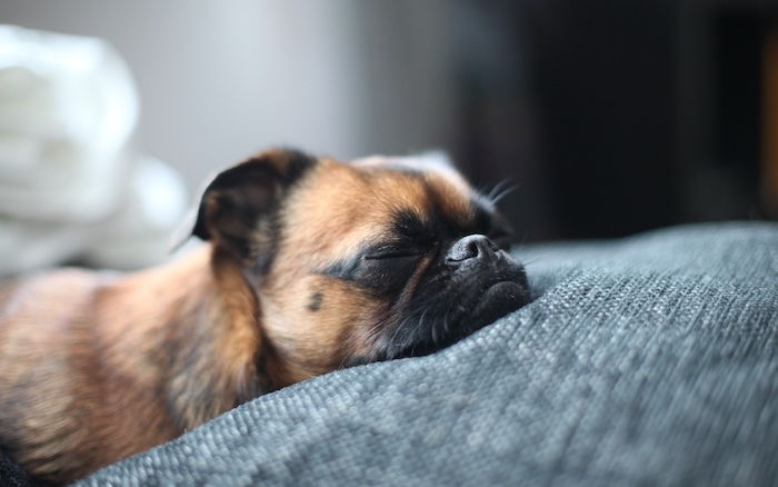 Nog een goede nachtfoto met een klein oranje slapend hondje met een zwarte neus en een bed