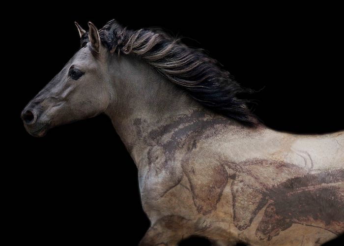 Bild med en vild bulgarisk, grå häst med en tät svart man, vacker hästbild