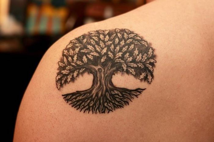 Celtic tatuaj de fag cu frunze tipice și rădăcină mare