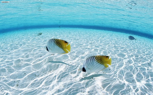 Dive-Maledivy-rekreačné-Maledivy-Maledivy-travel-Maledivy-rekreačné-travel-Maldives
