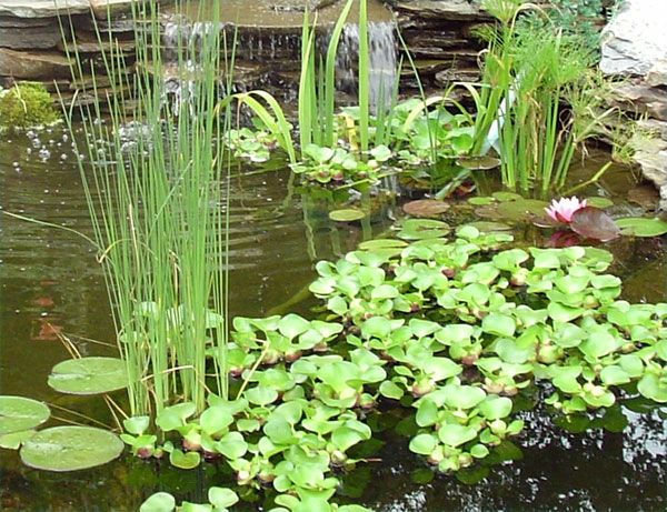 ribnik-rastlina-kul-idea-