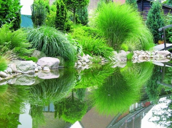 ribnik-rastlina-zeleno-foto