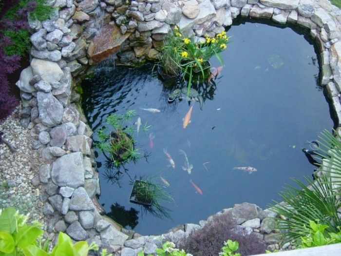tvenkinys-augalų gražus-žuvis-in-tvenkinys