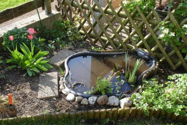ribnik-rastlina-moderne-ideje-za-vrtove