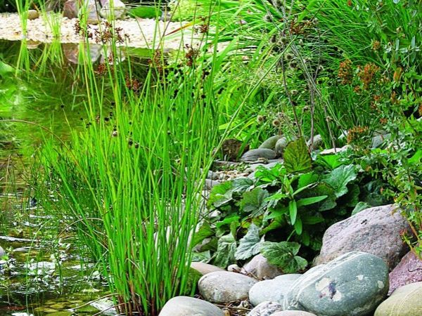 ribnik-rastlina-prvi-oblikovan