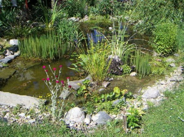 ribnik-rastlina-prvi-design