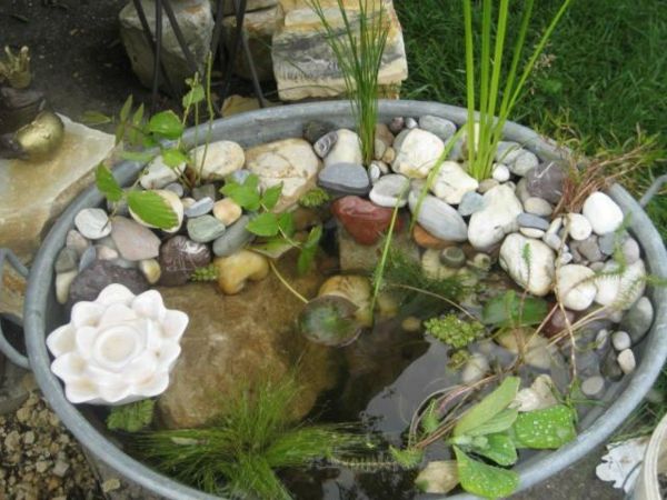 ribnik-rastlina-super-kul-oblikovan