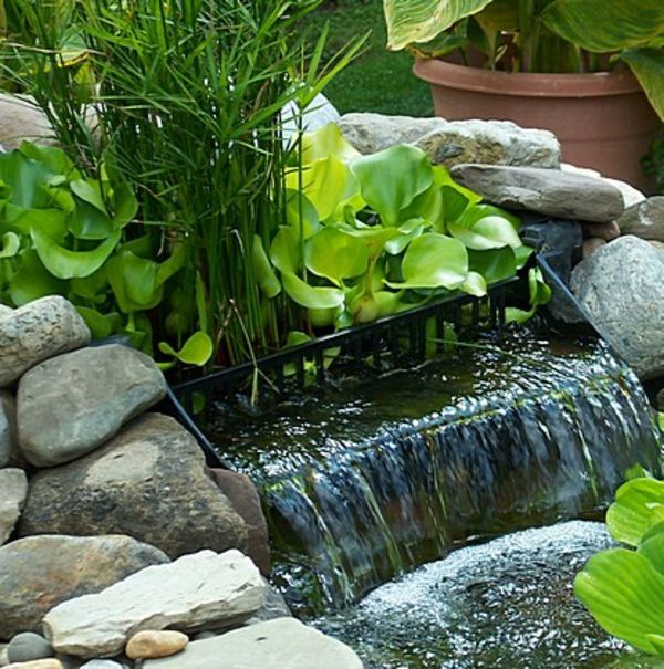 ribnik-rastlina-super-oblikovan