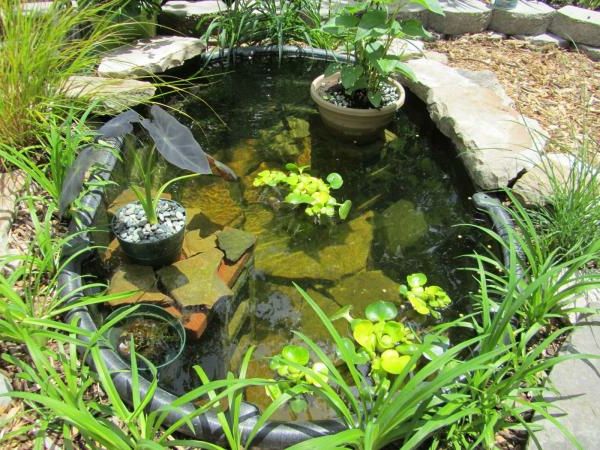 ribnik-rastlina-super-design