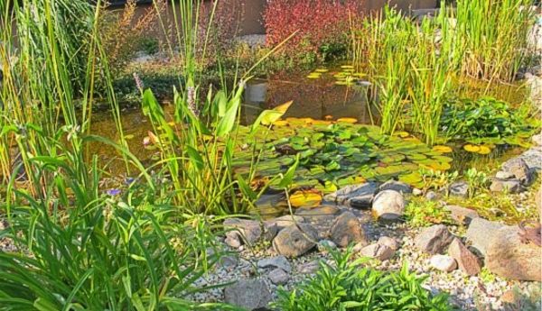 ribnik-rastlina-super ideja