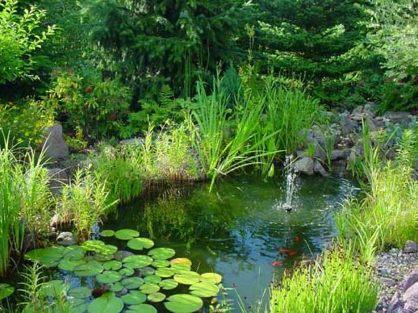 ribnik-rastlina-super-lepo oblikovan