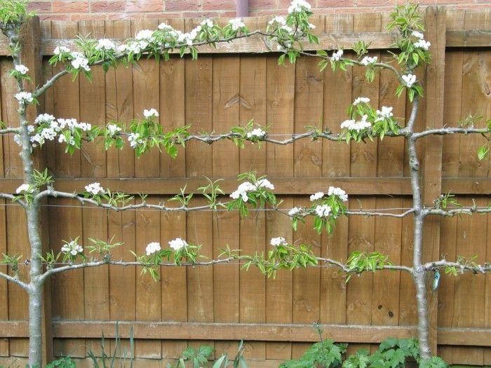 terraços-idéias-bonita-planta-on-the-fence Outfit criativa