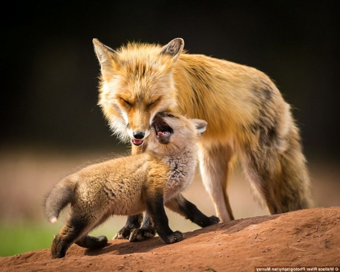 Matky a dieťa líšky, spoznajte divokú zver, roztomilé detské zvieratá a ich rodičov