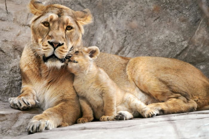 Leeuwin en haar baby, de moederliefde in het dierenrijk, fantastische foto's, duiken in de dierenwereld