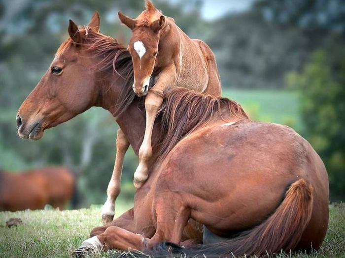 Anne ve bebek atları, ebeveynleri ile sevimli bebek hayvanları, vahşi yaşamı daha yakından tanımak