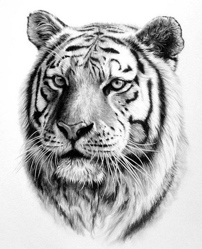 teckning i svartvitt, tigerhuvud, mall