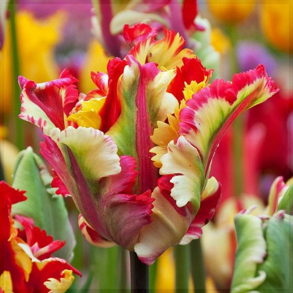 store tapet tulipan-plante tulipaner-the-buy-tulipan-tulipan-in-amsterdam-tulipan tapet