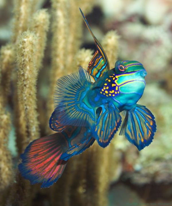 mare tapet de-pescuit-cool-imagini uimitoare-pește-- colorat-pește