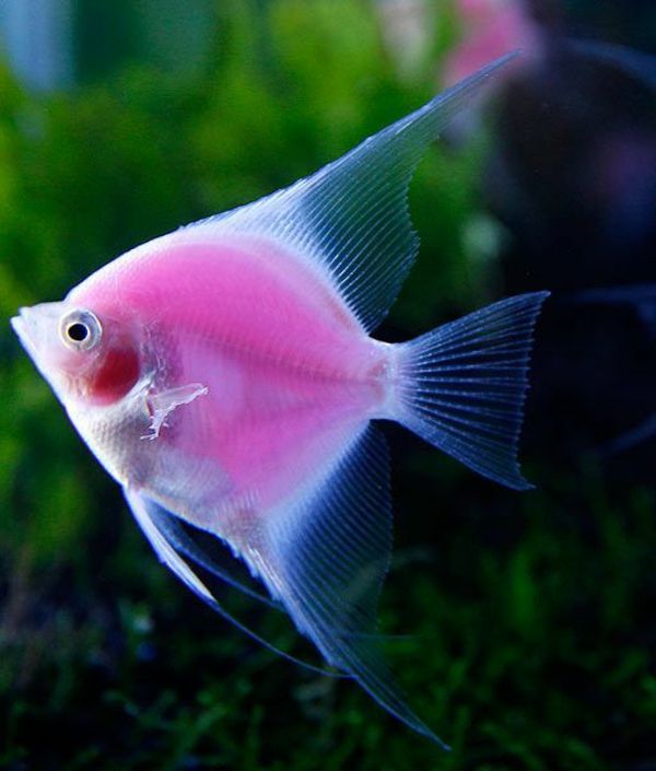 mare tapet de-pescuit-uimitoare-pește-rece tapet roz-pește