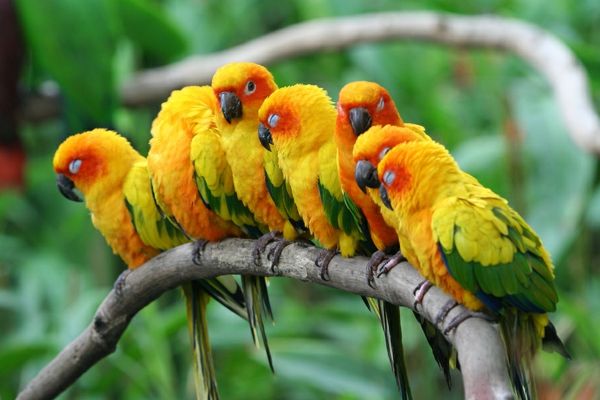 great-papegoja Färgrik papegoja Parrot tapet papegoja-bilder--
