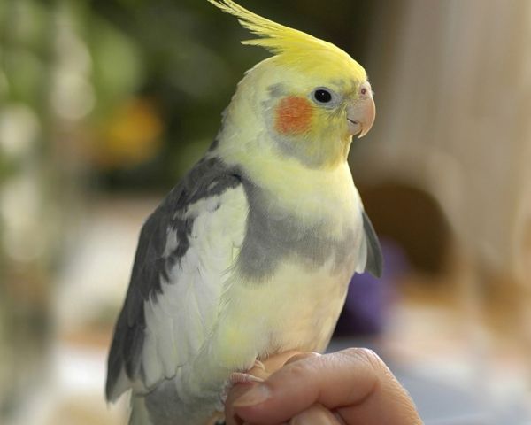 super-papiga Pisani Parrot Parrot ozadje papiga ozadje ---