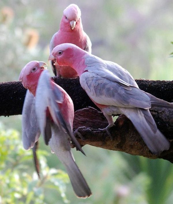 -toller Parrot Färgrik papegoja Parrot tapet papegoja tapeter rosa