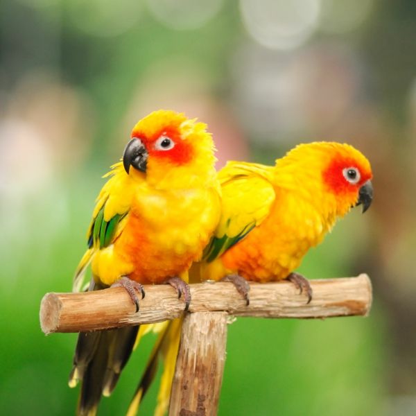 store-fugler Colorful Parrot Parrot tapet papegøye tapet gul Parrot