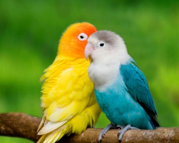 -toller Colorful Parrot Parrot Parrot carta da parati pappagallo parati pappagallo wallpaper