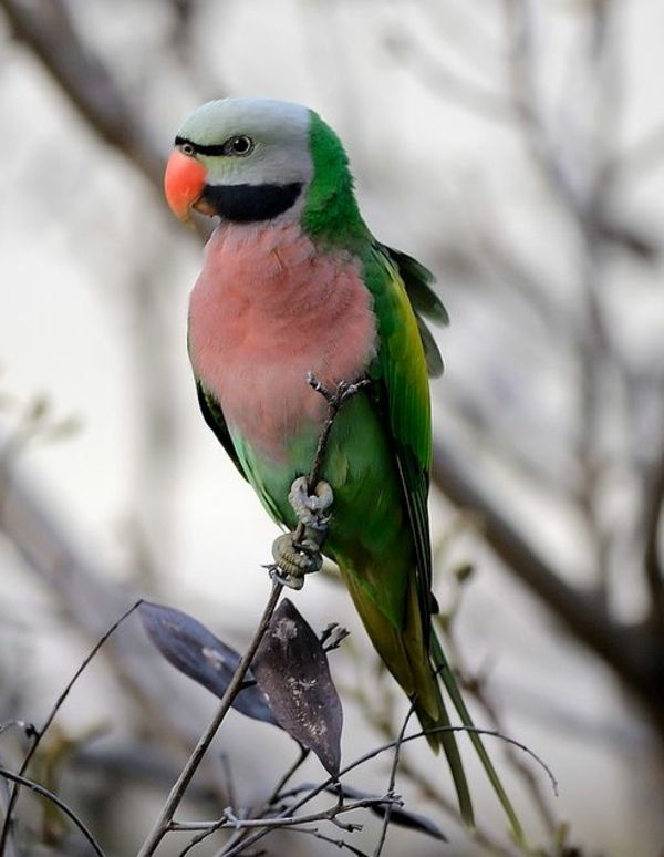 stor-papegøye Colorful Parrot Parrot tapet papegøye tapet