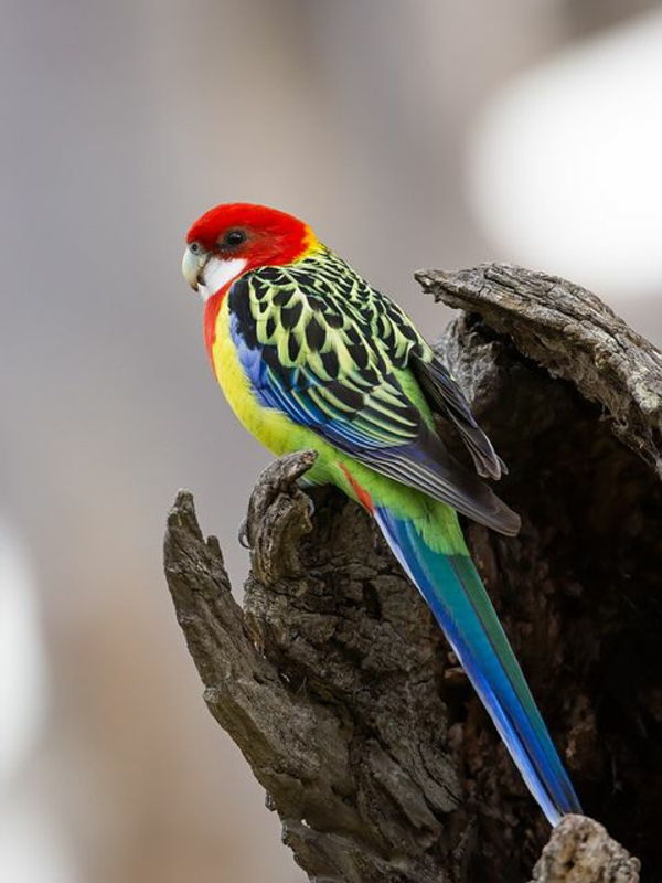 -toller Colorful Parrot Parrot Parrot carta da parati carta da parati pappagallo