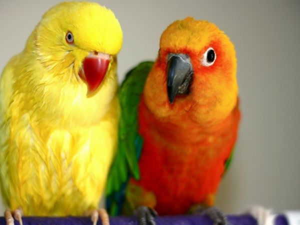 --tolle-fugler Colorful Parrot Parrot tapet papegøye tapet