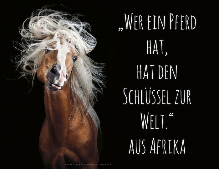 un cavallo marrone con gli occhi neri e una lunga criniera bianca. Dicendo dall'africa, immagini di cavalli e detti di cavalli