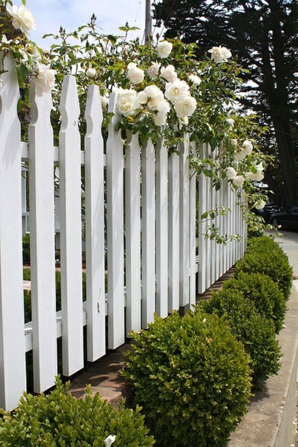 Veľký záhradný plot z dreva-on-biela ruža