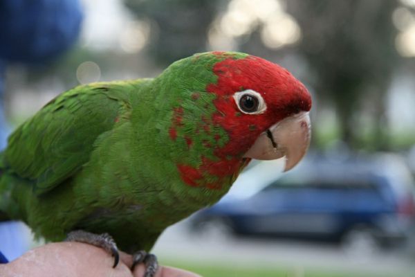 super-papagaj-kupi-kupi-Parrot-Parrot ozadje barvita Parrot