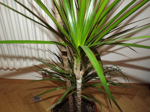 great-houseplant-drachenbaum-in-pot