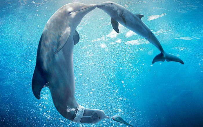 Nu visar vi dig en bild med en stor och en liten baby delfin kyssar och simma i en mejer med ett klart blått vatten