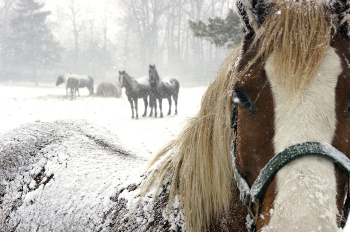 puikus įvaizdis-of-a-arklys-in-snow