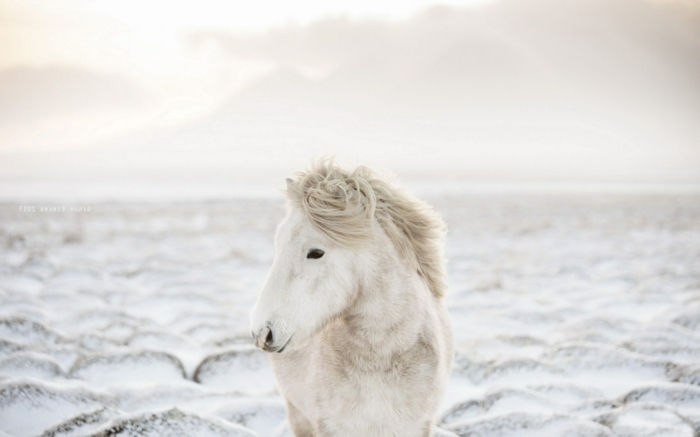 puikus nuotrauka arklys-in-snow