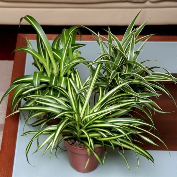 vazoninių augalų žalios lelija-Chic-ir-lengvai prižiūrimas